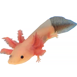 Firefly Axolotl Morph